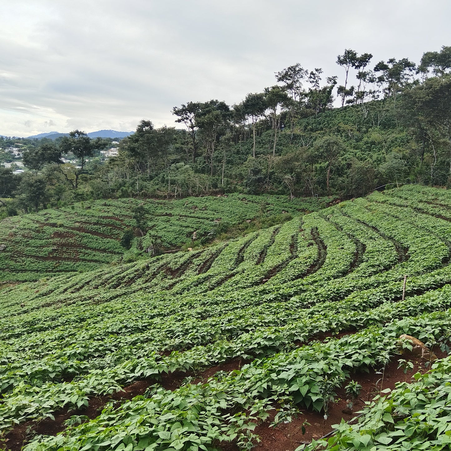 GUATEMALA Finca Pampujila | Espresso Roast